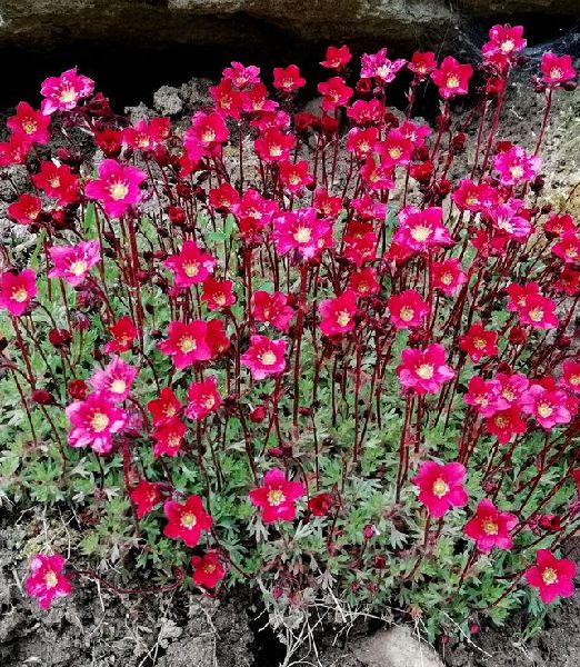Saxifraga arendsii 'Purpurmantel'